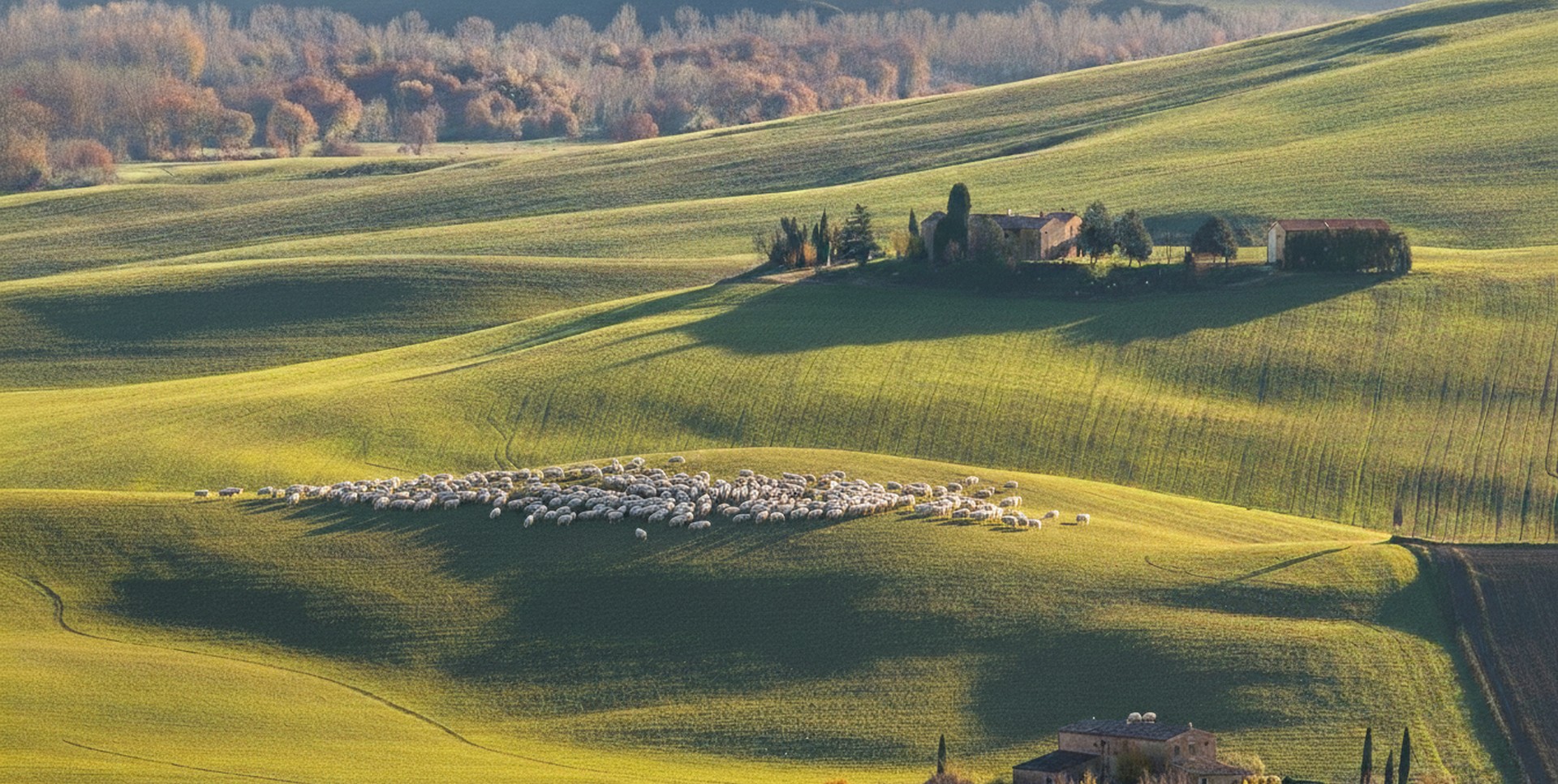 le sinuose colline della Val d'Orcia di un verde brillante