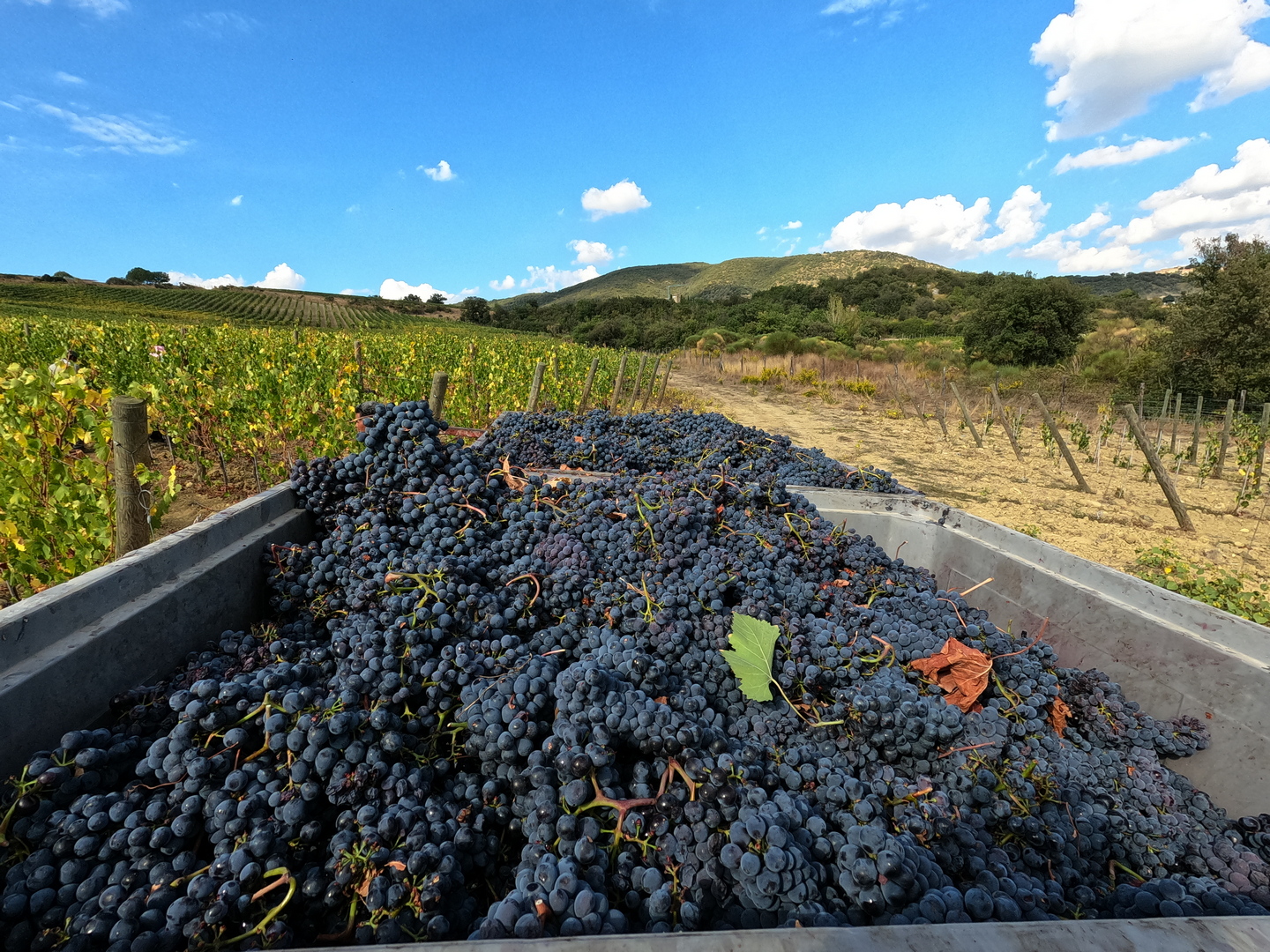 harvest at la poderina montalcino