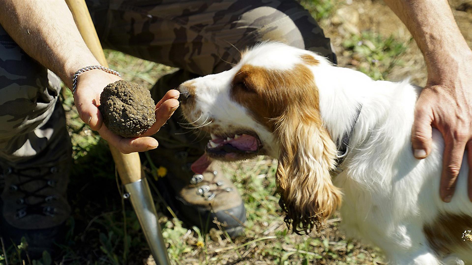 Raccolta del tartufo