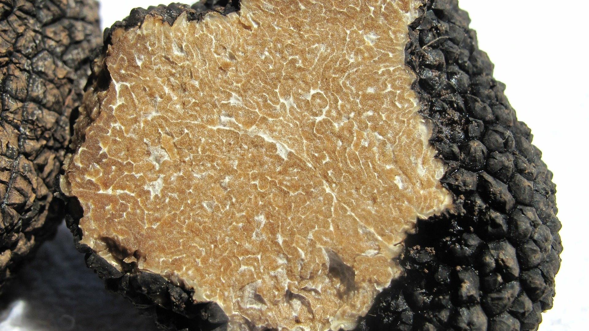 Tartufo