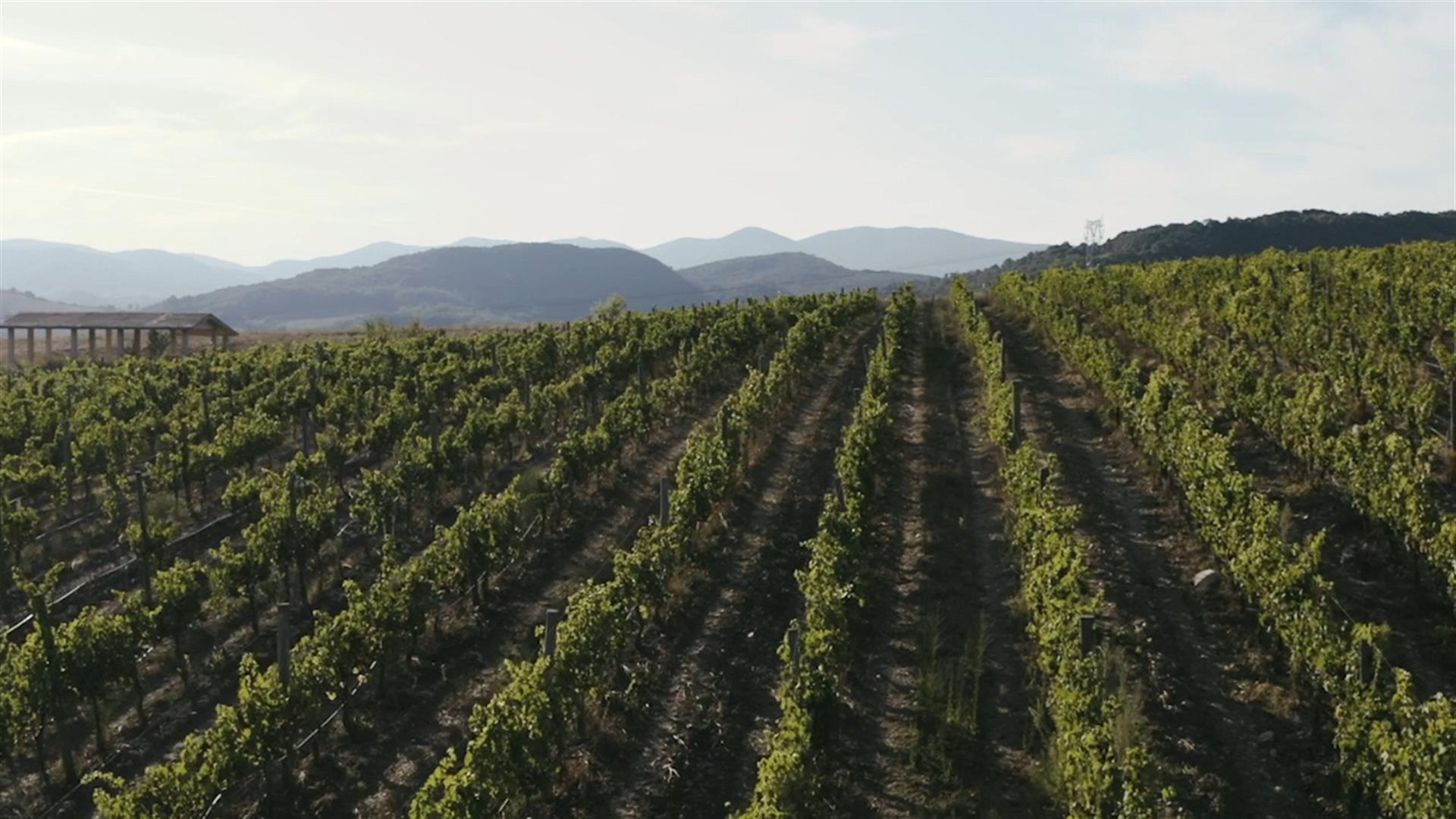 Vigneti dall’alto_monterufoli