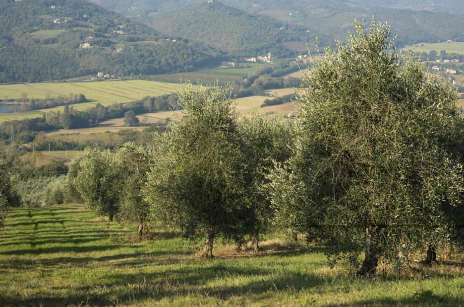 montecorona 1200 px-1566