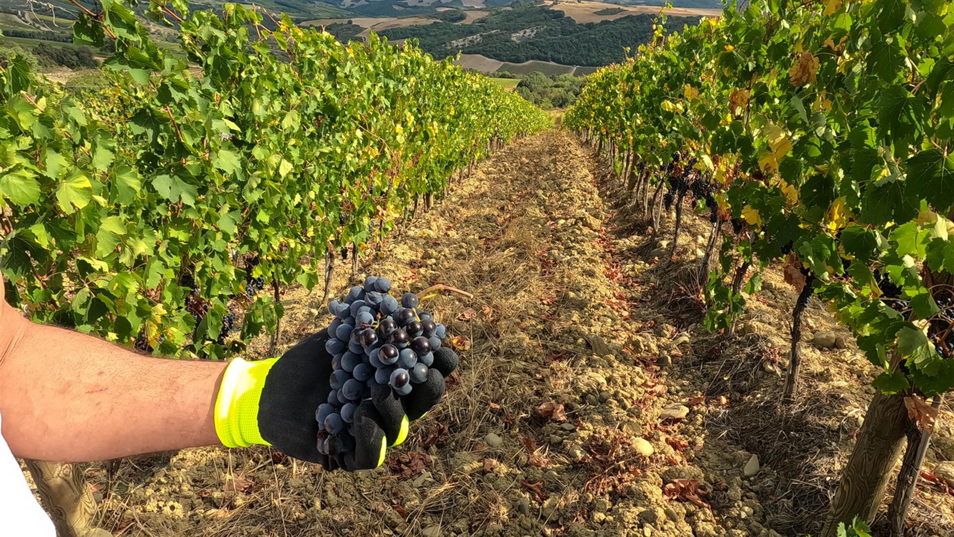 Vendemmia La Poderina6