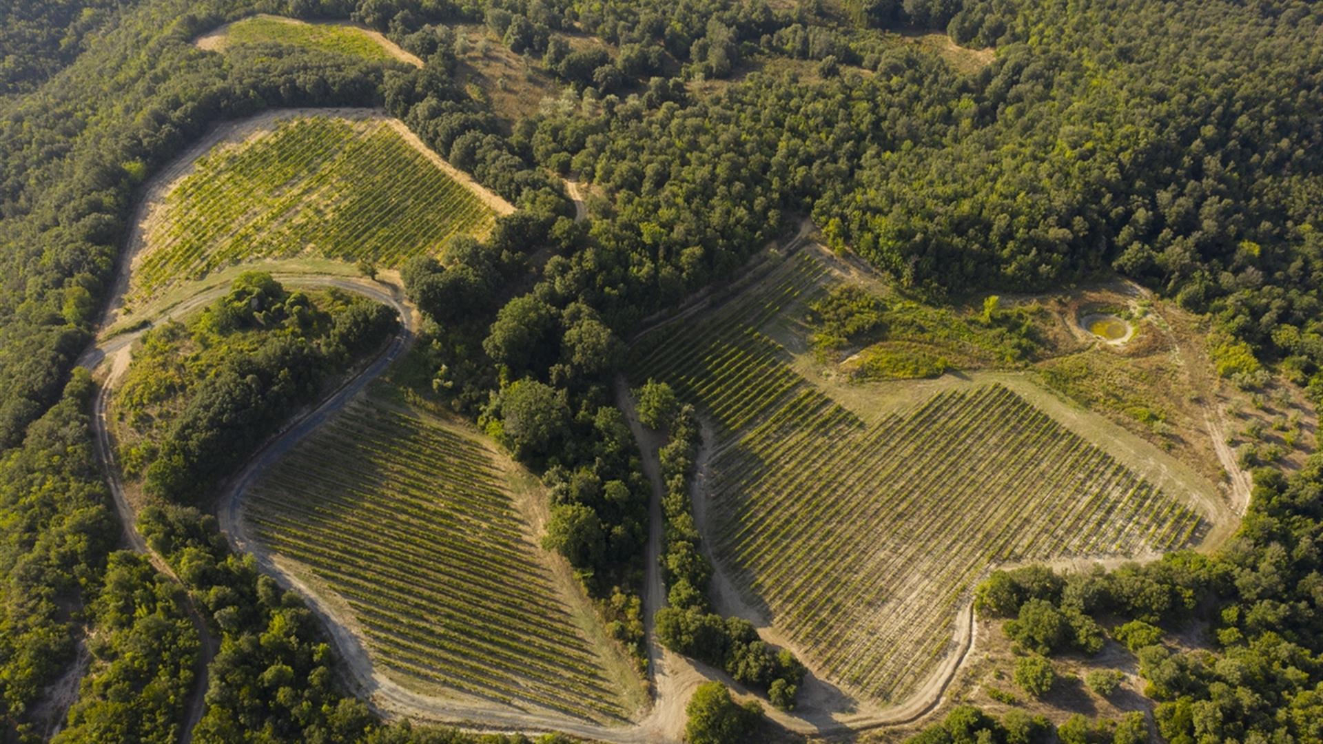 Vigneti