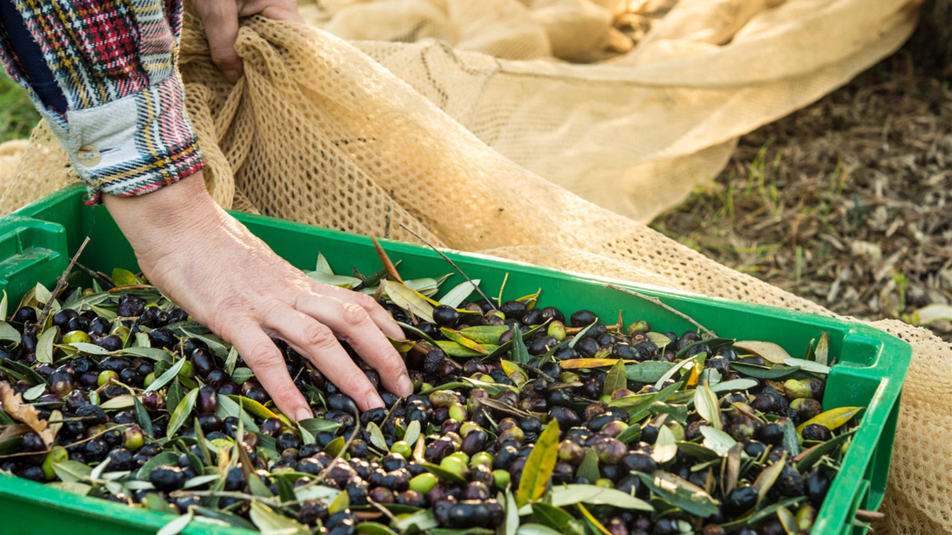 montecorona olive