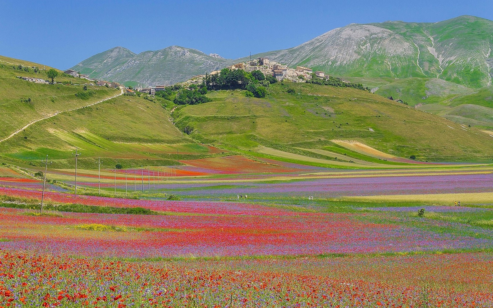 Fioritura Castelluccio1