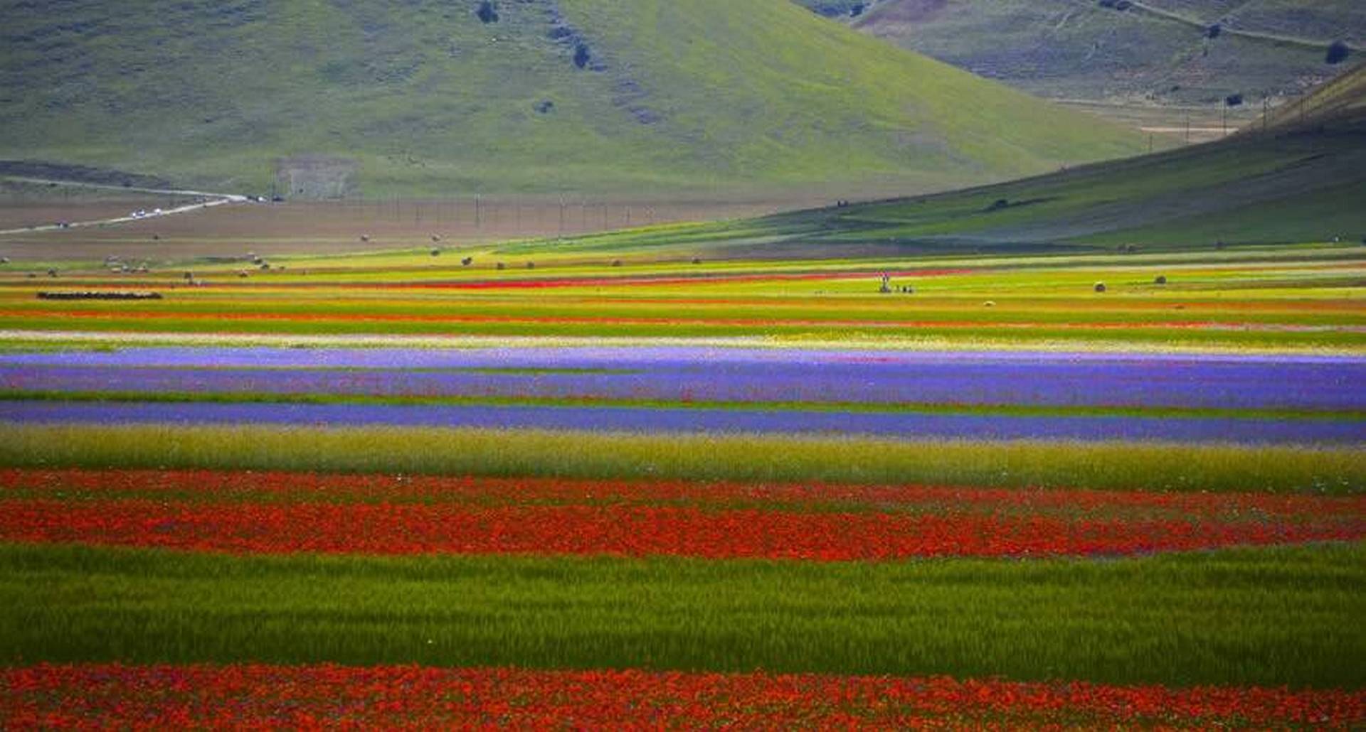 Fioritura Castelluccio2