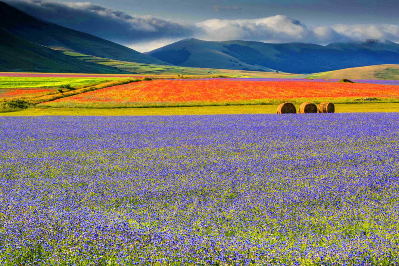 Fioritura Castelluccio3