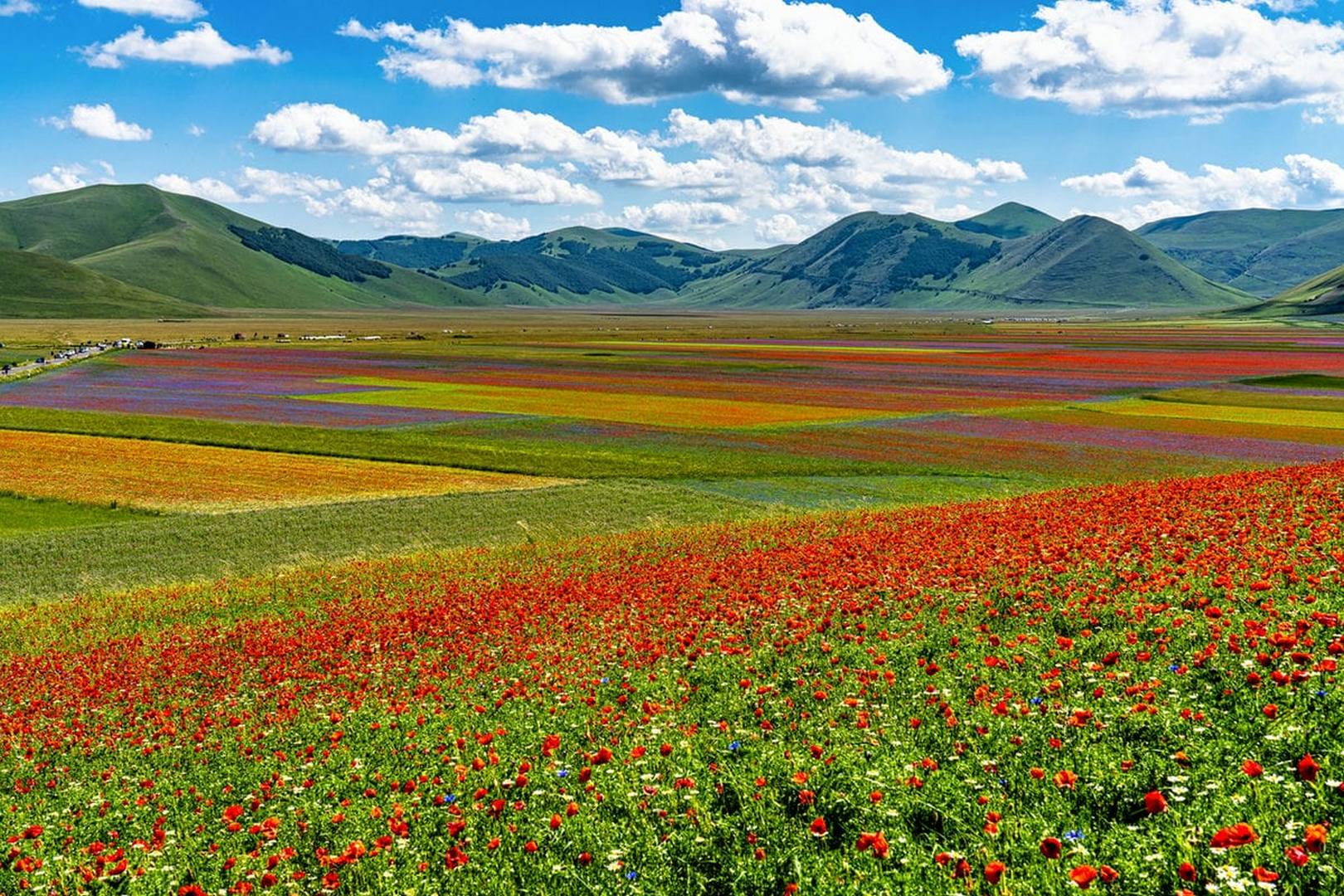 Fioritura Castelluccio4