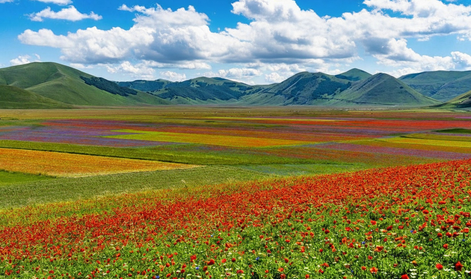 Le lenticchie di Norcia sono uno dei prodotti simbolo dell’Umbria, apprezzate non solo per lo spettacolo che regalano con la loro fioritura, ma anche per la loro qualità