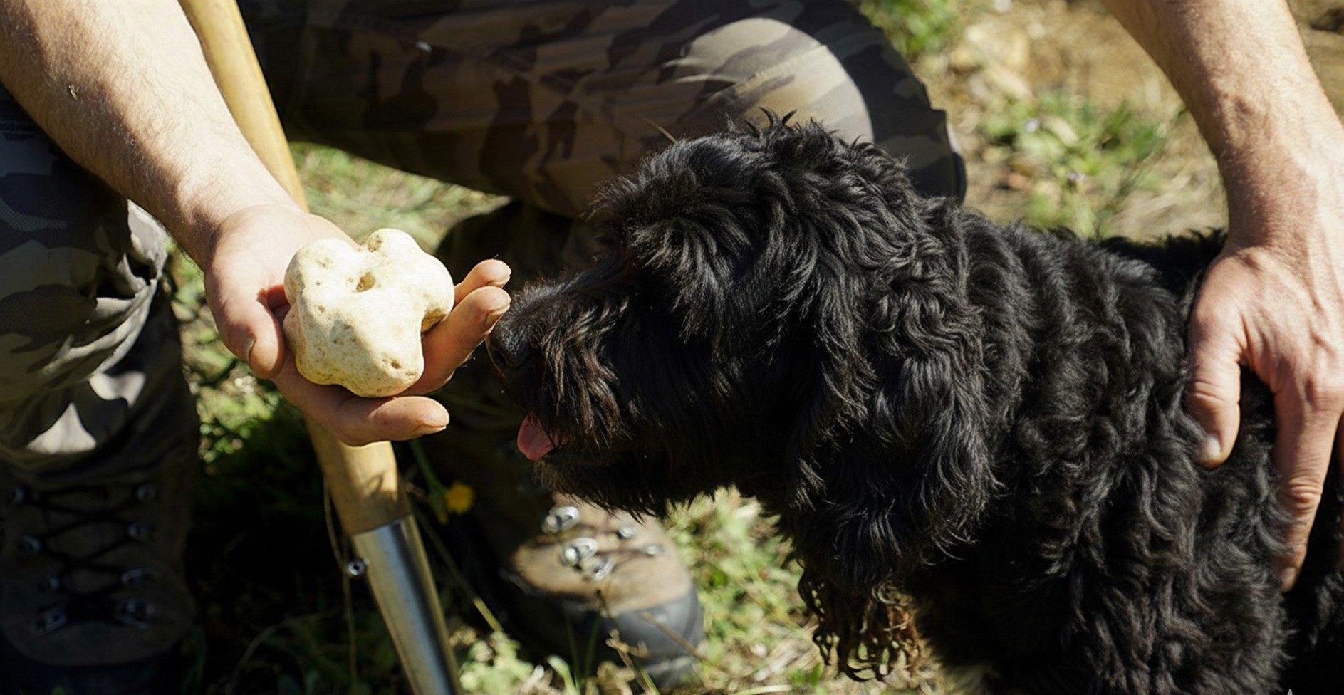 caccia-al-tartufo-a-fattoria-del-cerro