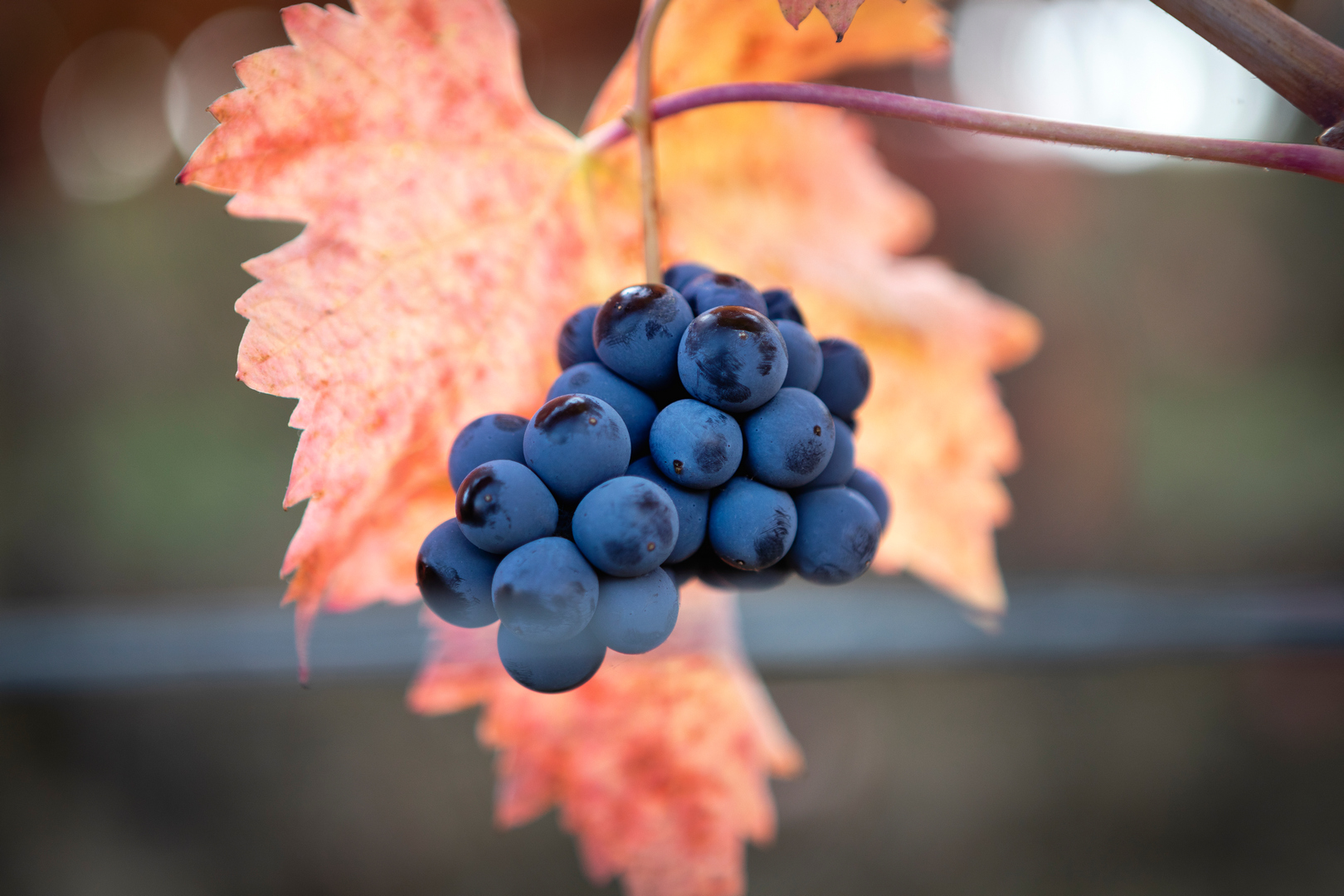 Grappolo di uva Sagrantino a Montefalco, vitigno autoctono umbro