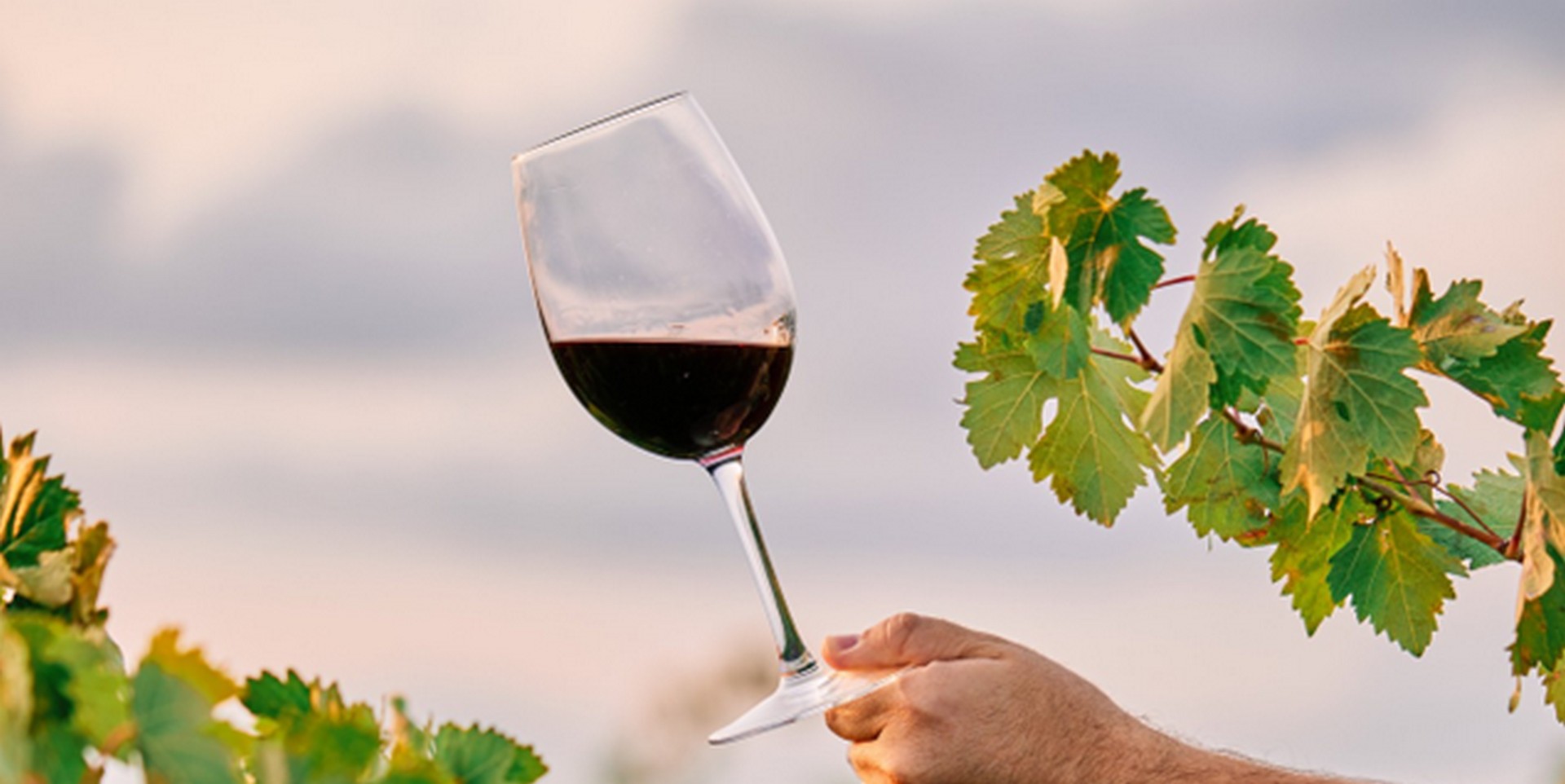 Calice di Vino Nobile di Montepulciano durante una degustazione in cantina nel territorio poliziano