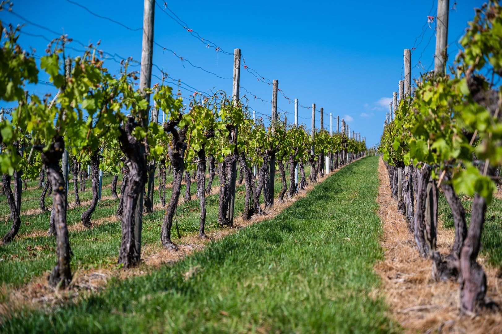 I vigneti di Montepulciano suddivisi nelle 12 Pievi, le nuove Unità Geografiche Aggiuntive del Vino Nobile DOCG