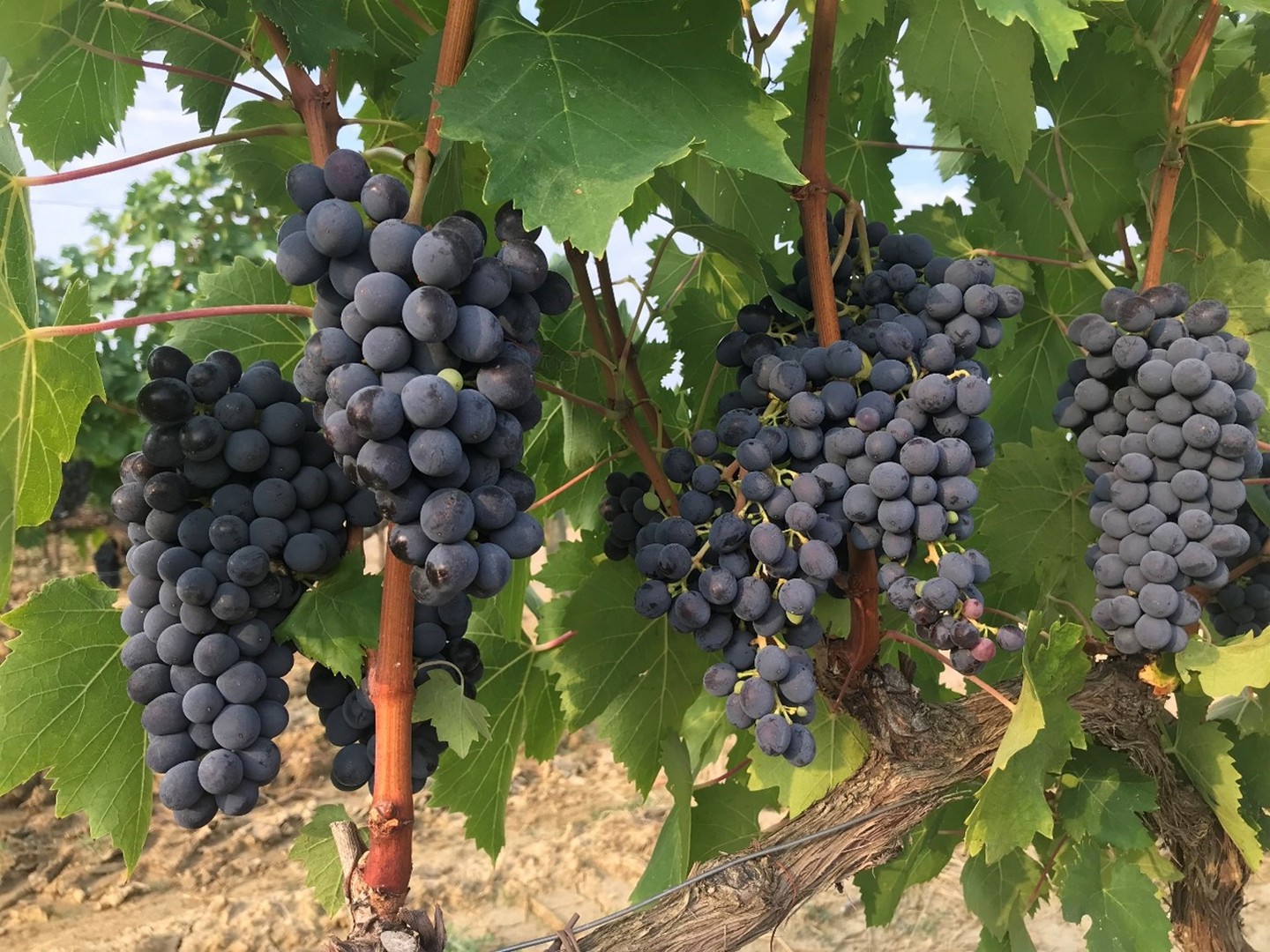 Grappoli di Prugnolo Gentile, il Sangiovese di Montepulciano alla base del Vino Nobile DOCG con menzione “Pieve”.
