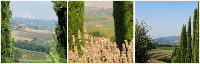 Organizza una visita in cantina a Fattoria del Cerro a Montepulciano, tra architettura, innovazione e sostenibilità