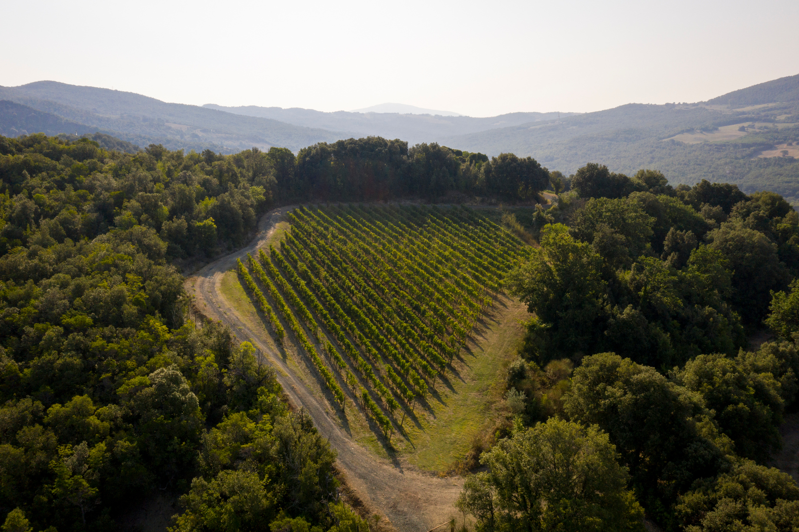 Vigneti Sangiovese della Tenuta di Monterufoli, dove nascono i vini della Val di Cornia DOCG