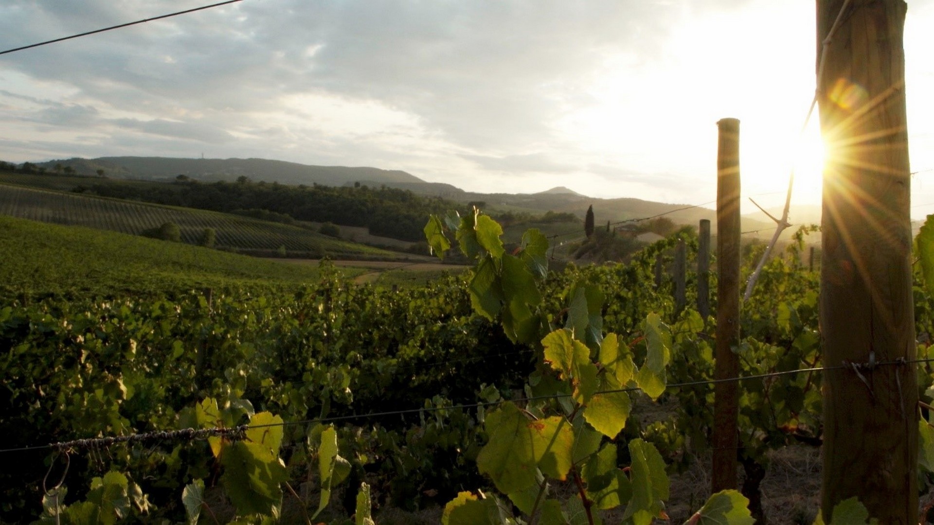 Aperitivo in vigna al tramonto a Fattoria del Cerro: degustazione di Vino Nobile di Montepulciano