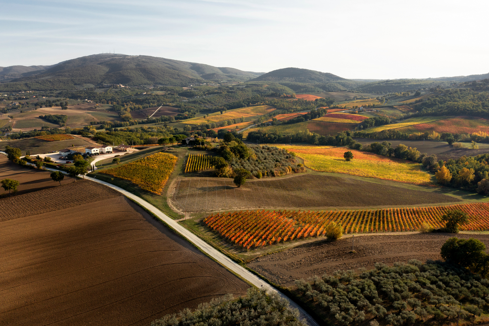 Foliage nei vigneti di Sagrantino sulle colline di Montefalco, in Umbria